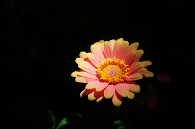 Illustration unhidden - Image 1