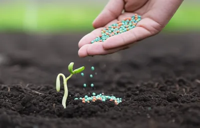 Illustration fertilizing