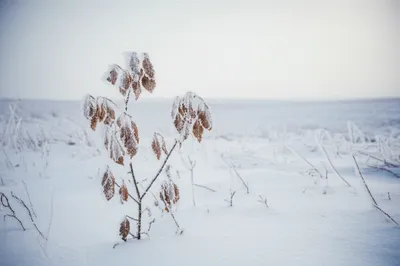 Illustration freezes - Image 1