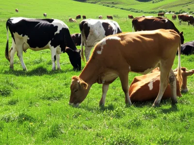 Illustration grazes - Image 1