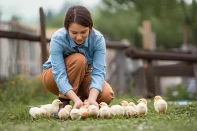 Illustration hen - Image 1