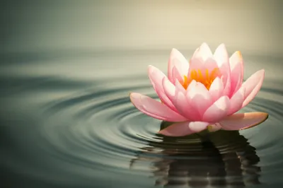 Illustration receptivity