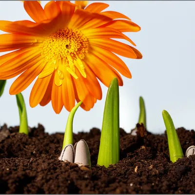 Illustration genital - Image 1