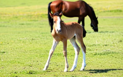 Illustration colt - Image 1