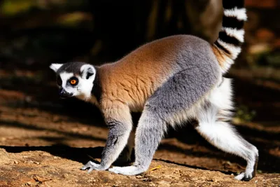 Illustration lemur - Image 1