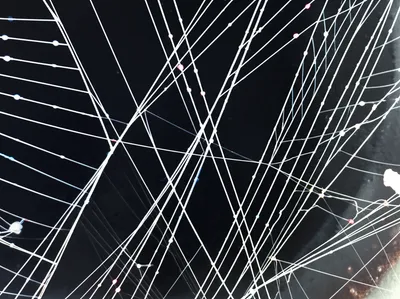 Illustration spiderwebs - Image 1