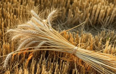 Illustration sheaf - Image 1