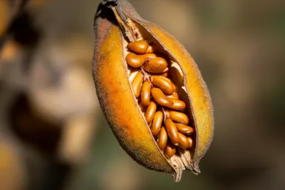 Illustration dehiscences - Image 1