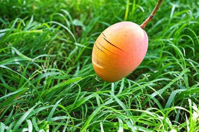 Illustration lob - Image 1