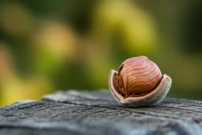 Illustration hazel - Image 1