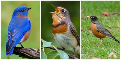 Illustration thrushes - Image 1