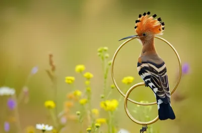 Illustration hoop - Image 1