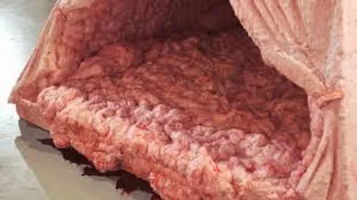 Illustration fleshy - Image 2