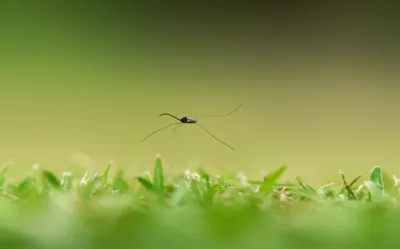 Illustration mosquito - Image 1