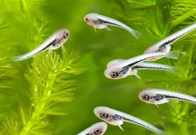 Illustration tadpoles - Image 1