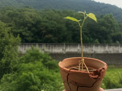 Illustration stinted - Image 1