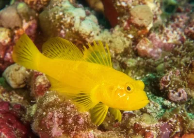 Illustration foxes - Image 1