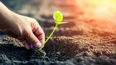 Illustration seeding - Image 1