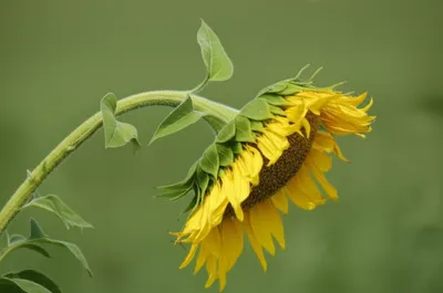 Illustration nodding - Image 1