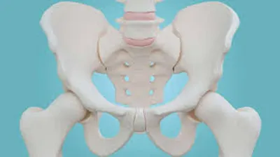Illustration pelvis - Image 2