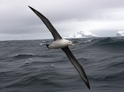 Illustration albatross