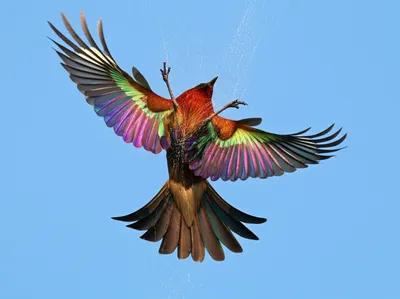 Illustration trammel - Image 1