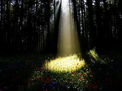 Illustration clearing - Image 1