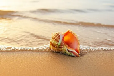 Illustration univalves - Image 1