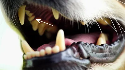 Illustration incisor - Image 1