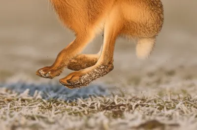 Illustration carrying - Image 1