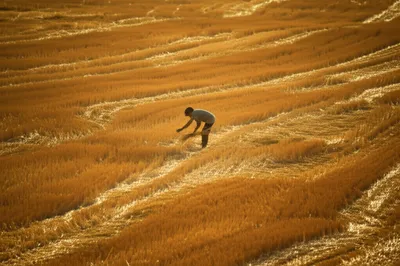 Illustration gleaning - Image 1