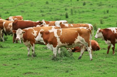 Illustration stalls - Image 1