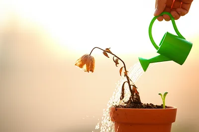 Illustration reviving - Image 1