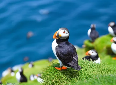 Illustration puffin - Image 1