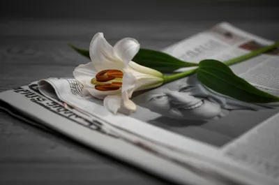 Illustration obituaries