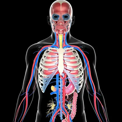 Illustration physical - Image 1