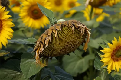 Illustration limps - Image 1