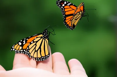 Illustration recapture - Image 1