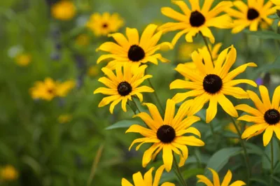 Illustration rudbeckias