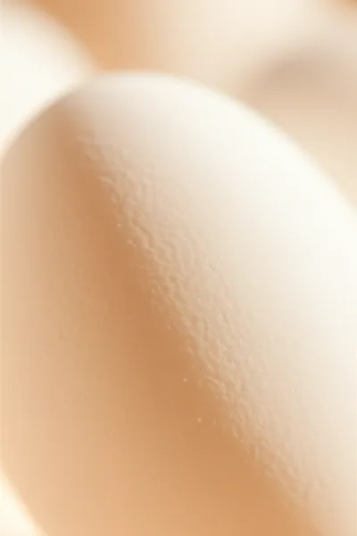Illustration eggshell - Image 1