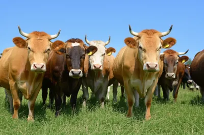 Illustration bovine - Image 1