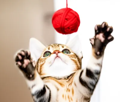 Illustration dangle - Image 1