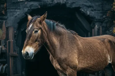 Illustration knacker - Image 1