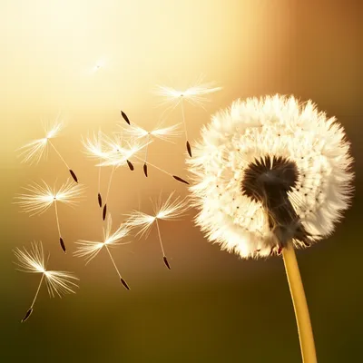 Illustration whispered - Image 1