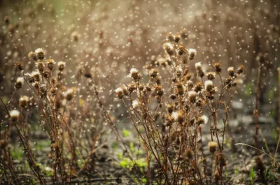 Illustration reseed - Image 1