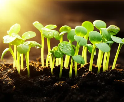 Illustration sprouted - Image 1