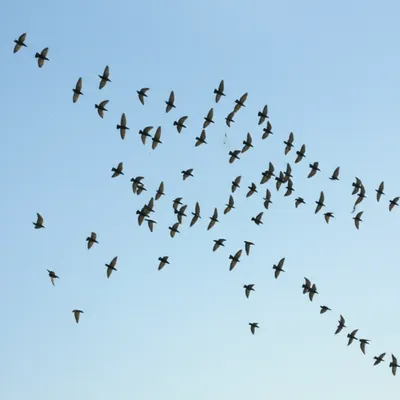 Illustration disbanding