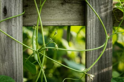 Illustration tendril - Image 1