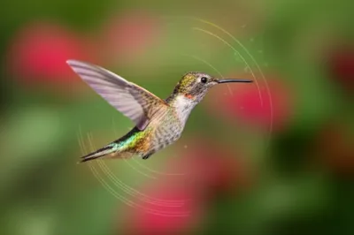 Illustration zooms - Image 1