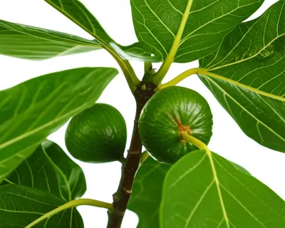 Illustration fig - Image 1